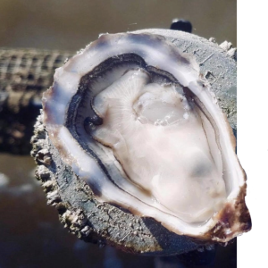 Bourriche d’Huîtres de Bretagne